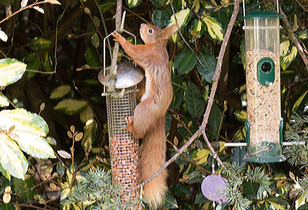 Ward Avenue B&B Cowes  Exteriör bild